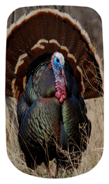 DAROYAL 315 Gone Hunting (Turkey)